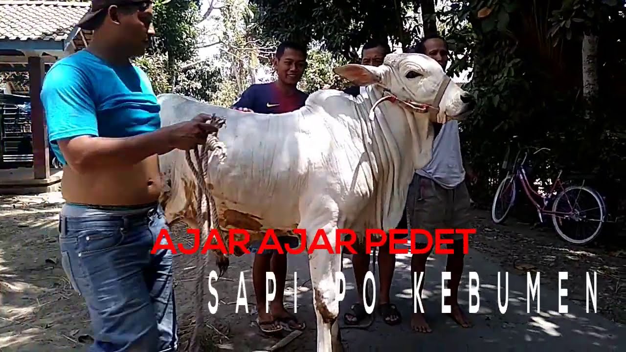 Ajar-ajar pedet Sapi PO - YouTube