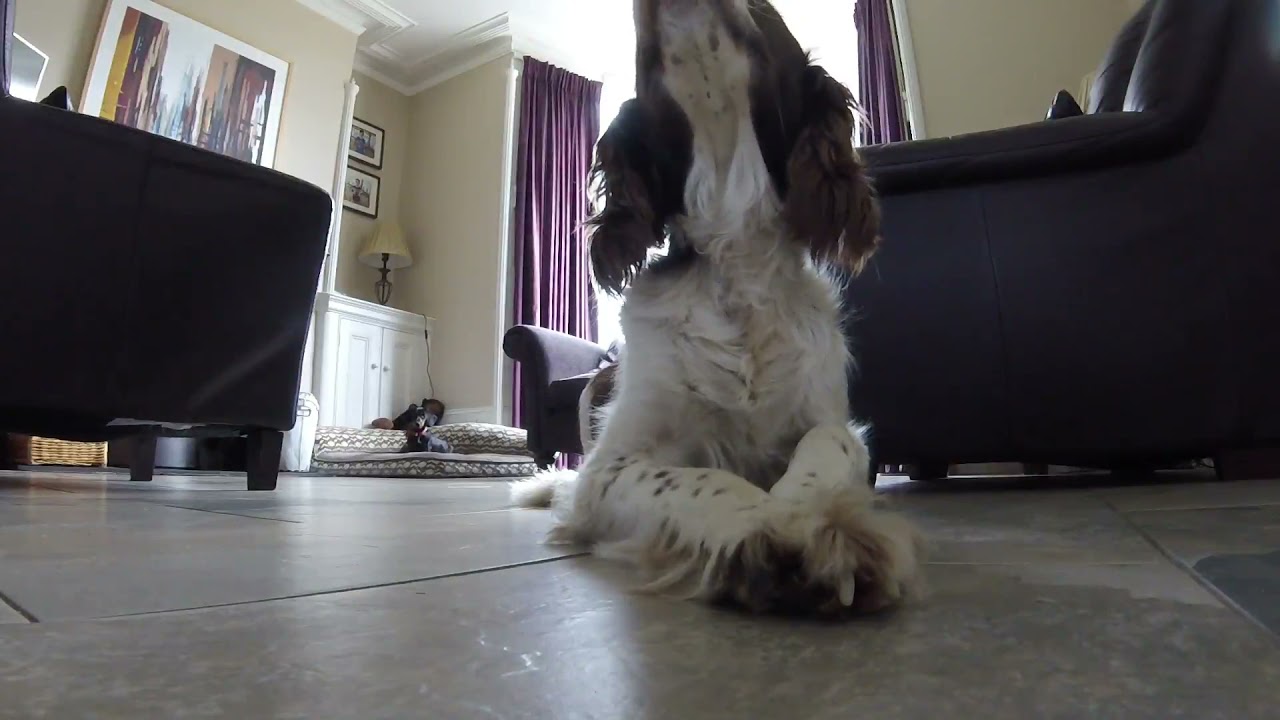 Jazz | A tribute to our loving pet Jazz who died in 2015 due to cancer