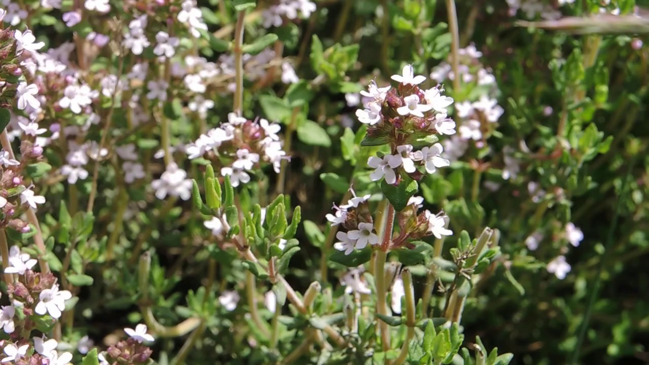 Thymus vulgaris 200530
