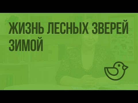 Жизнь лесных зверей зимой. Видеоурок по окружающему миру 1 класс