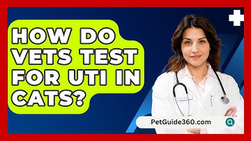 How Do Vets Test For UTI In Cats? - PetGuide360.com