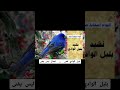 بلبل الوادي تغنى لجمال ليس يفنى اكسبلور أناشيد يمنية قديمة تيك توك لايك ترند 