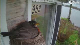 Bird Feeding Her Baby Chicks  Live Robin's Nest Camera