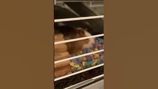 Meet Linny the Guinea Pig