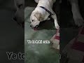 ye to h hi cute #trendingsong #trendingshorts #youtubeshortsvideo #funnycomedyvideoes #followformore