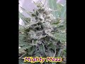 Mighty mezz green pheno south bay genetics