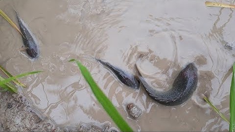 Phát hiện một ổ cá rô trên ruộng lúa | Catch perch in the field
