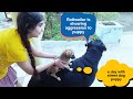 Anshu, Rottweiler jerry and puppy funny story|best trained dog|| street dog Puppy.