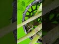 Subscribe to my channel #indoorbreeding #fishkeepinghobby #subscribe #fish #minipond #support #birds