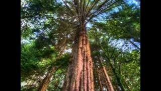 OST Cinderella's Sister - Tree - Alex Clazziquai