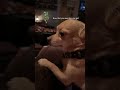 “This Dog Thought He Was Home Alone… 😂🐶 #Shorts”#trending #funny #pets #cat #cutedogs #comedy