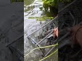 panen ikan hasil pengilar di sawah