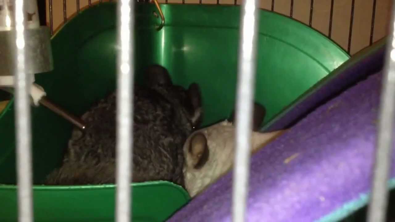 My chinchillas fighting YouTube