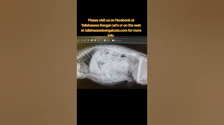 Watch the video about Bengal cat's #beautiful #bengalkittenforsale #healthtested #bengalcattery #tica #dnatested #florida