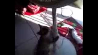 Perla Subiendo En El Tubo.3Gp