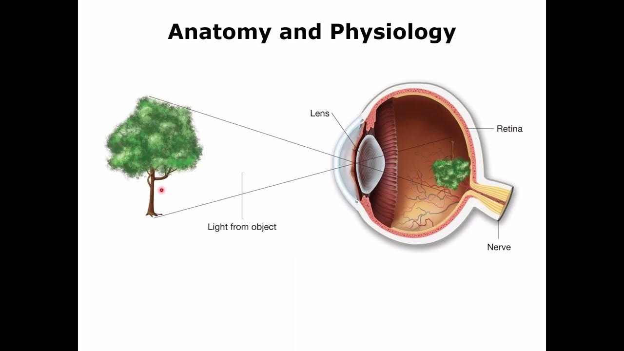 Medical Terminology Special Senses YouTube