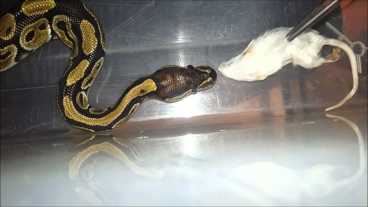 terrariophilie magasin Snake feeding time , nourrissage de serpents