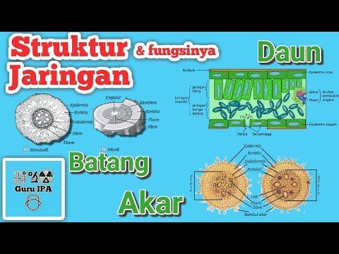 Struktur dan Fungsi Jaringan Pada Akar Batang dan Daun