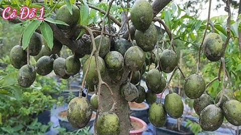 Một Bước Đơn Giản Để Cây Cóc Ra Trái Xum Xuê Quanh Năm