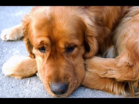 🐾 Emotional Reunion Alert! 🌟 Heartwarming Dog Reactions After Long Separations 🐕❤️ - ORIGINAL VIDEO