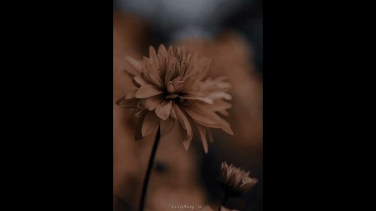 Aesthetic Brown Wallpaper 