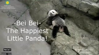 Bei Bei   The Happiest Little Panda (& ChiChi!)