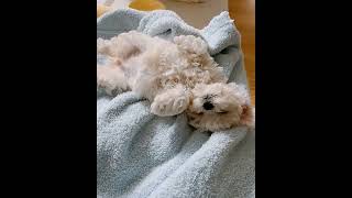 My Adorable Bichon Havanese Sleeping Soundly on the First Day Home!