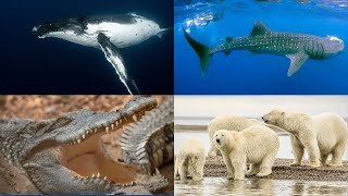 Top 10 biggest animals in the world by TOP 10 2 views 2 months ago 8 minutes, 21 seconds