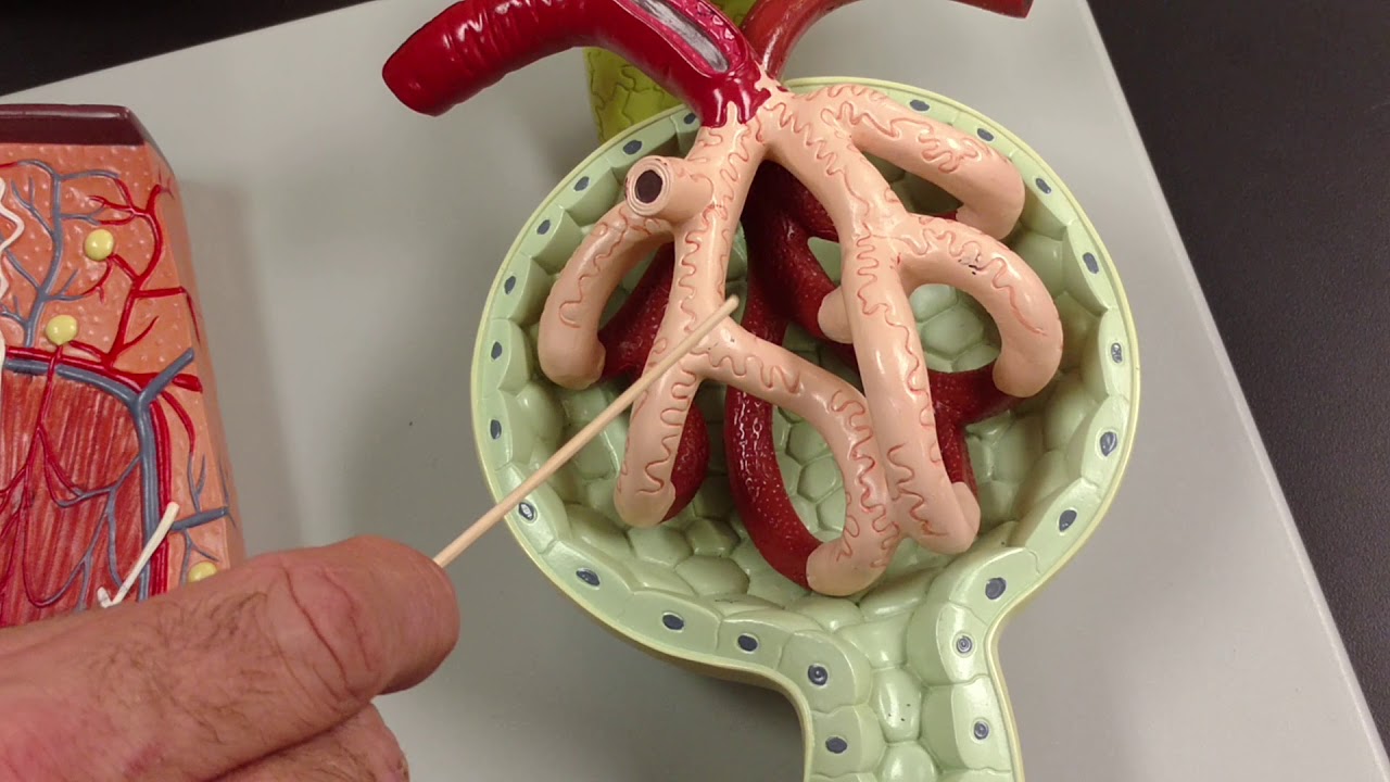 video phone beyonce mp3 Structures and flow of filtrate/urine from filtration to the urethra