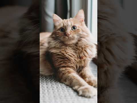 CAT VIDEO SHORTS TRENDING REELS #cat #funny @Hindistory244