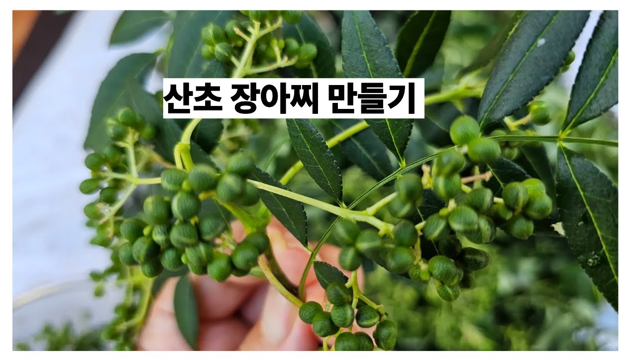따뜻한 성질의 산초 천식 잦은기침 면역력 강화에 좋은 산초열매로 장아찌 만드는법 - YouTube