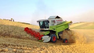 Claas Medion 330H 4 Trac -Trebbiatura Orzo