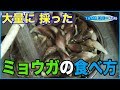 大量のミョウガを消費するのに…「ミョウガの佃煮」「ミョウガ鉄火味噌」