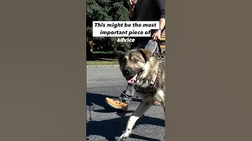 The Best Advice I Have for Reactive Dog Guardians #dogtraining #dogtrainer #reactivedog