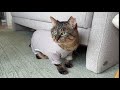 半年間過ごした家を離れた保護猫が新居に引っ越した初日の様子がこちらです…