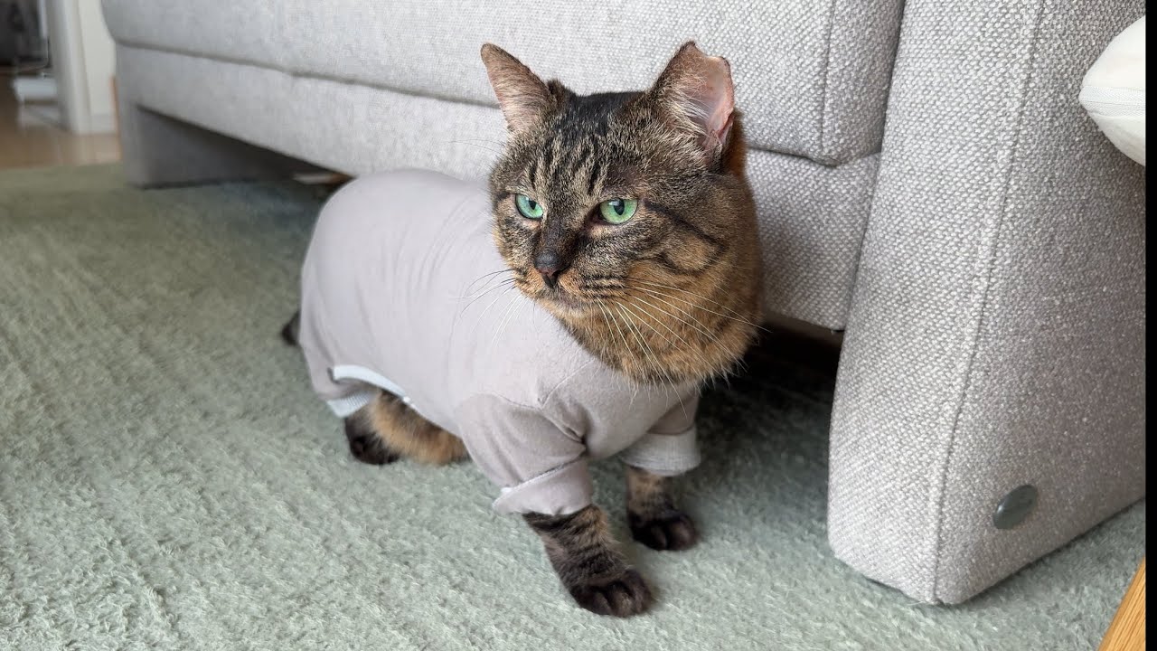 半年間過ごした家を離れた保護猫が新居に引っ越した初日の様子がこちら