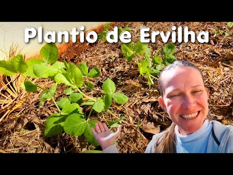 Vídeo: Suporte de planta de ervilha: dicas para estacar ervilhas no jardim