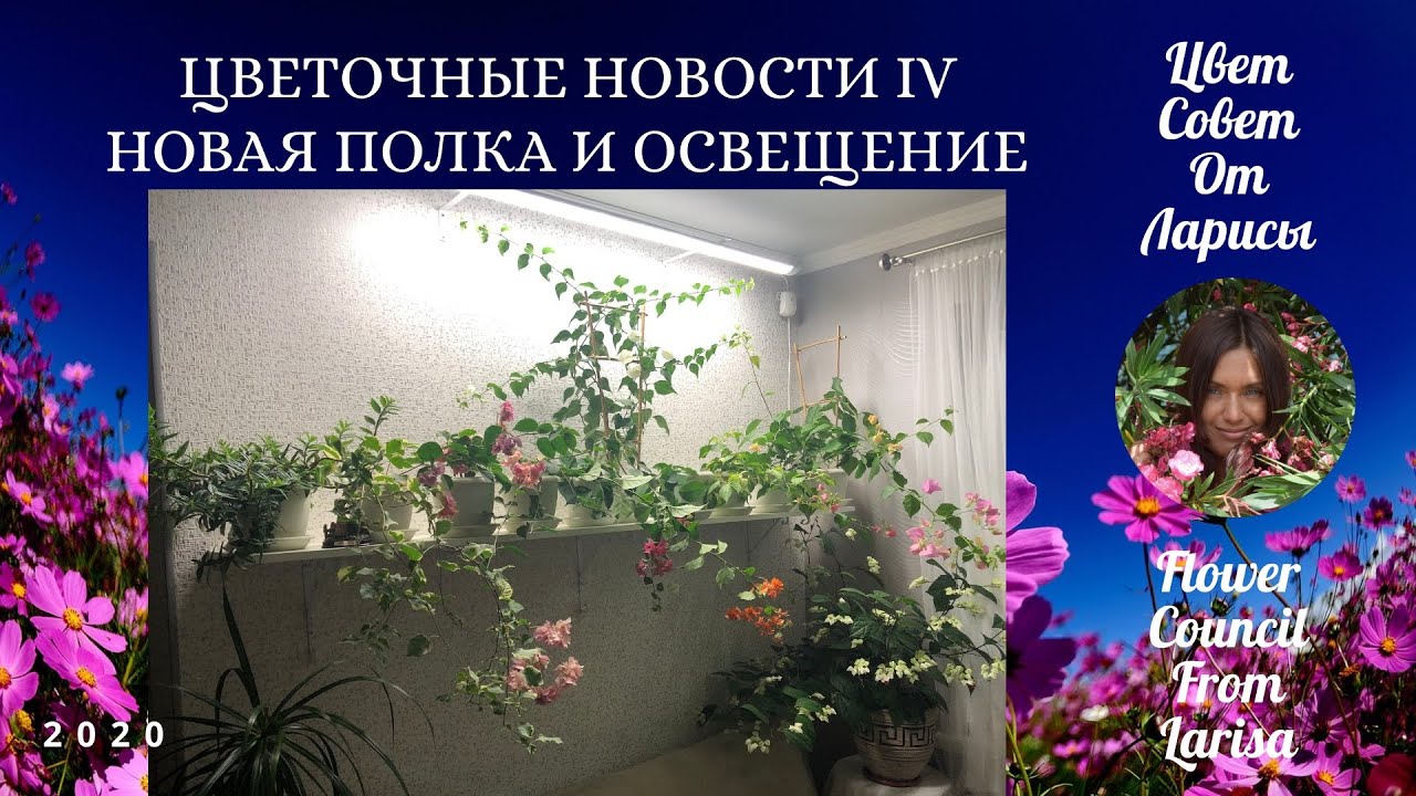 ЦВЕТОЧНЫЕ НОВОСТИ 4 | НОВАЯ ПОЛКА И ОСВЕЩЕНИЕ 4К