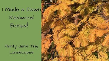 I Made a Dawn Redwood Bonsai!