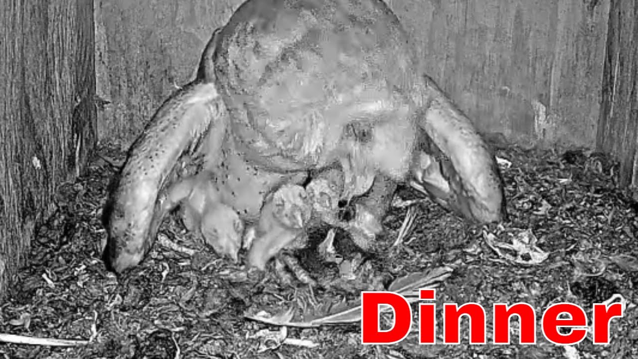 🐣😍 Three Tiny Barn Owl Nestlings Get Fed Bit by Bit—So Cute! Unbelievable Moment