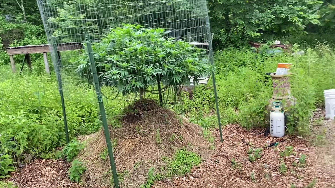 Outdoor cannabis, marijuana, weed, 2020 grow season in Vermont