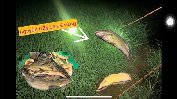 Kích cá trên ruộng (video 3) trúng nguyên bầy cá trê vàng / Catch fish in the field