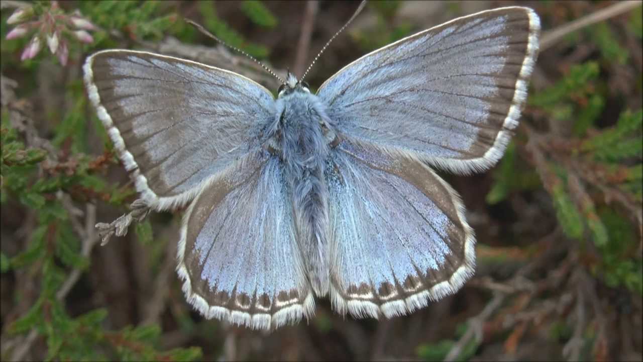 Chalkhill Blue Butterfly Lysandra coridon freshly emerged male