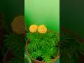 स्वागत है आप सभी का हमारे न्यू मिनी ब्लॉग में #gardan  #gardening  #flower  #plants  #video  #viral