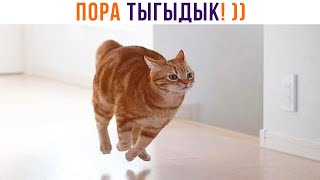 ПОРА ТЫГЫДЫК! ))) | Приколы с котами | Мемозг 1353