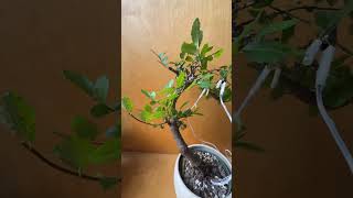 Do bonsai trees sound like Eastern meditation music Kind of