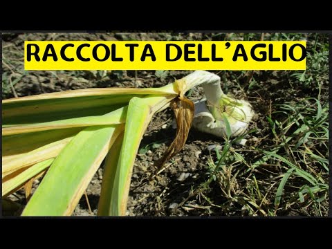 Video: Come Riconoscere Le Malattie Dell'aglio?