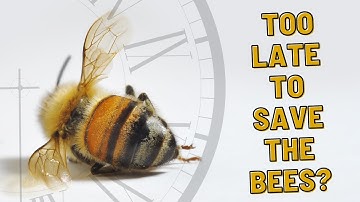 Is It Too Late To Save These BEES?
