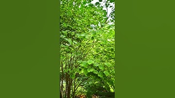 Realistic Forest in the NEW Unreal Engine 5.2 - but in 8k 60 fps | #shorts #ue5video