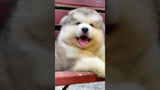 FLUFFY | Alaskan Malamute Puppy